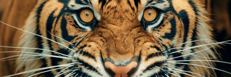 Raul_Rincon28's profile banner image