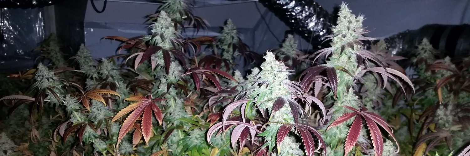 Trees420_'s profile banner image