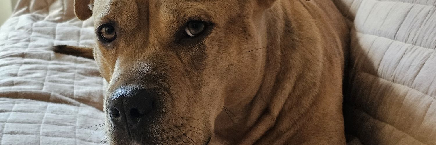 AdeMarsu's profile banner image