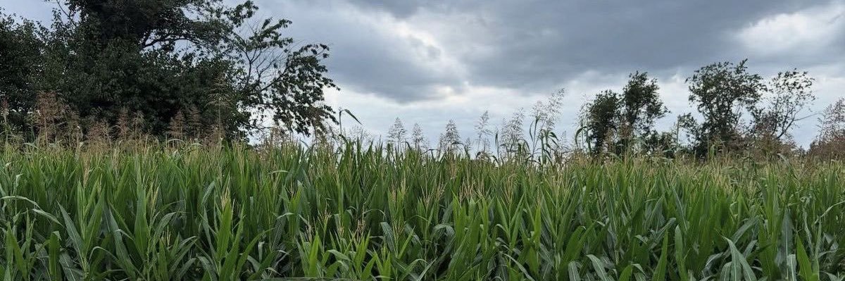 𝐋𝐚𝐧𝐠𝐚 ランガ banner