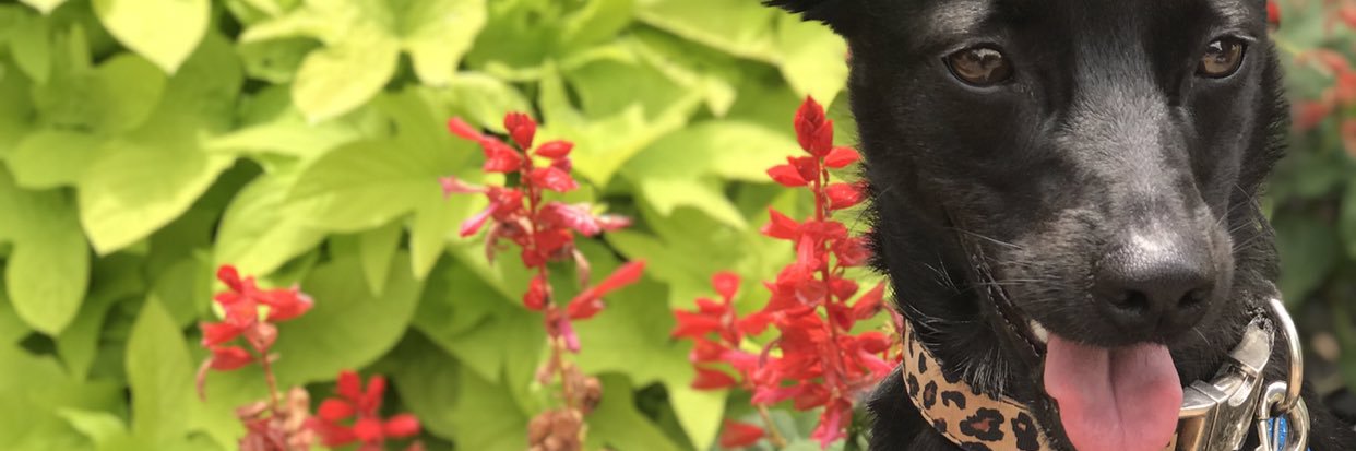 CalinGoombi's profile banner image