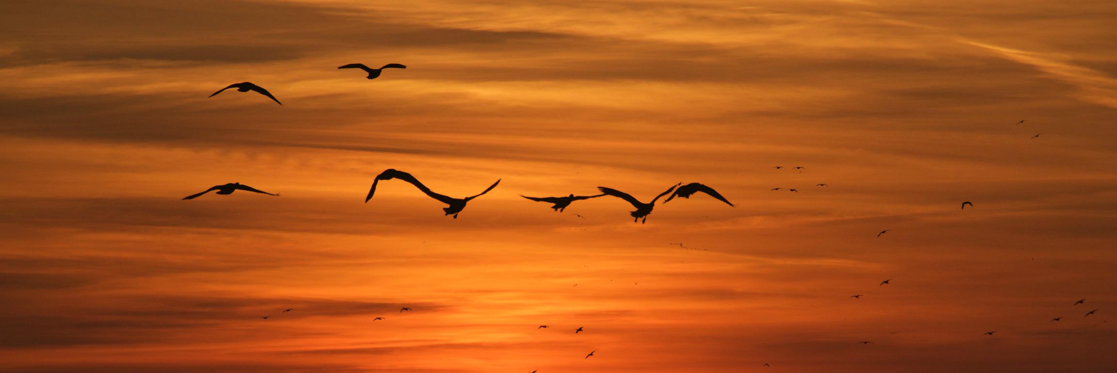 QuackAttack036's profile banner image