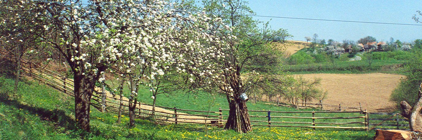 Svetozar Dančuo banner