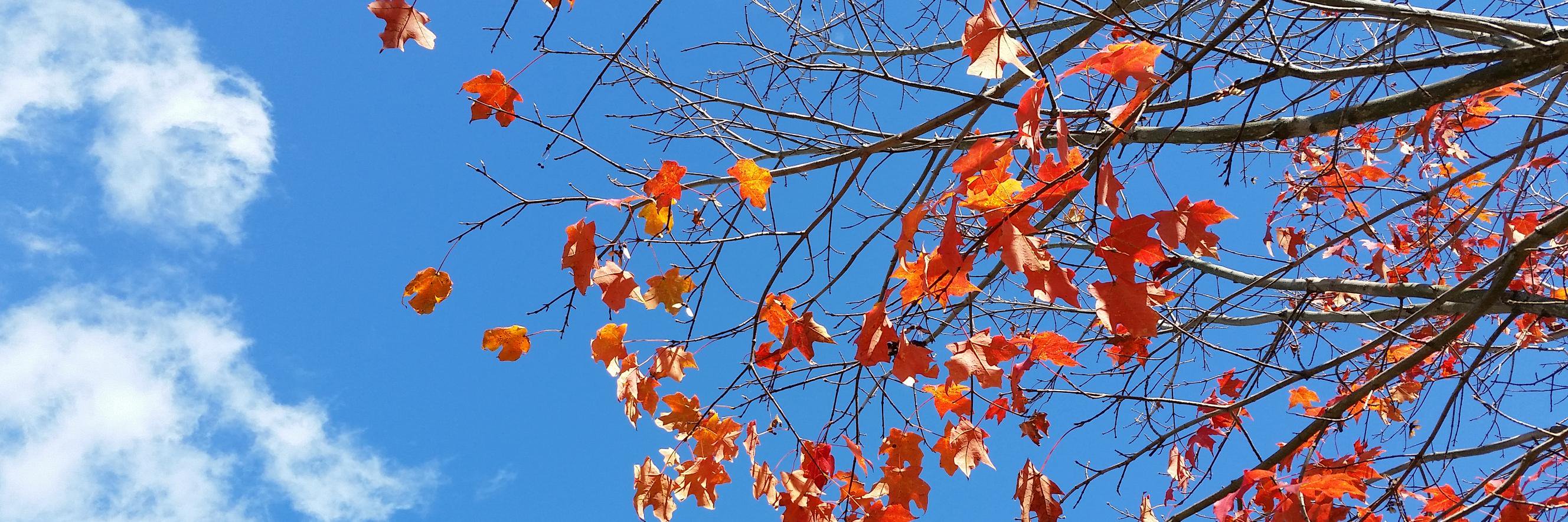 Gram'ma Funk the Enchanter banner