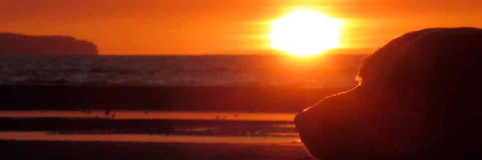 Tealsplash's profile banner image