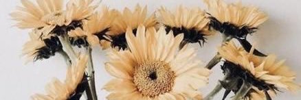 _brieconsidine's profile banner image