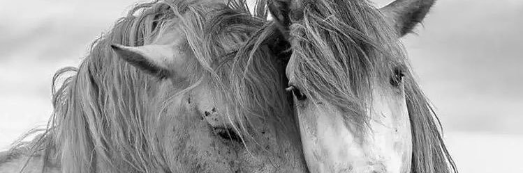 p_ayazoglu's profile banner image