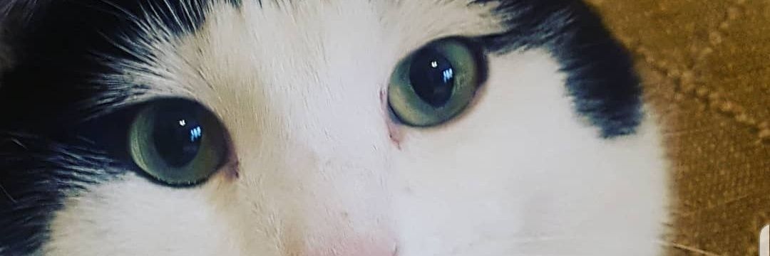 AmeliaHinks's profile banner image