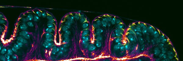 estella_carlos Profile Banner