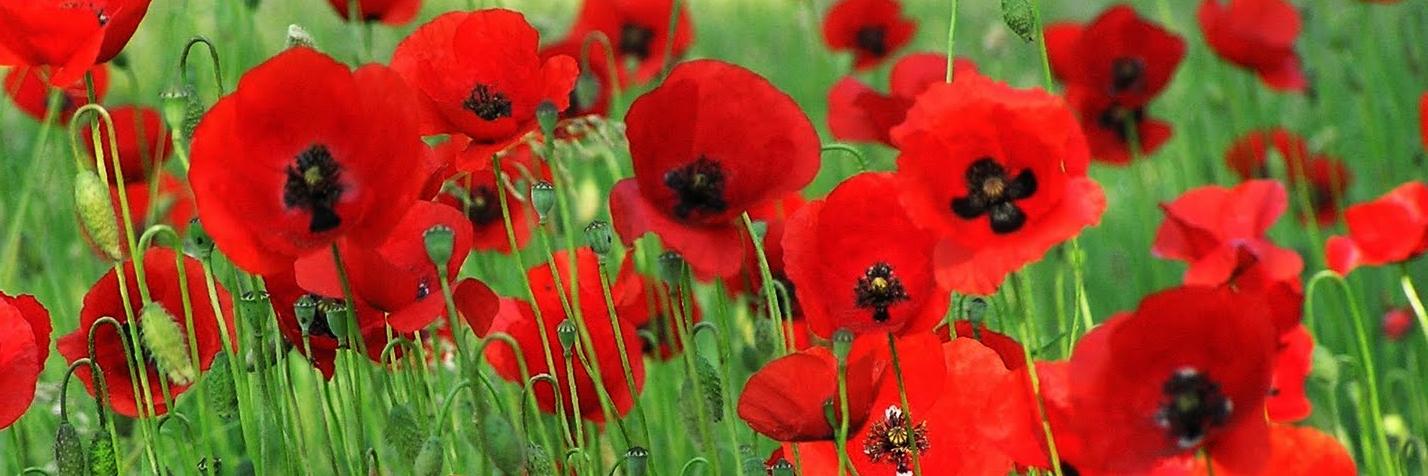 Chloquelicot's profile banner image