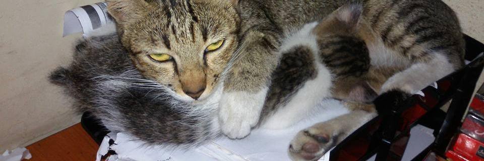 qiddjalil's profile banner image