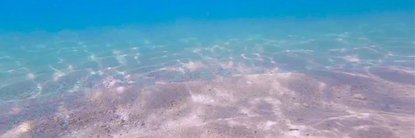 Bluebengal Profile Banner