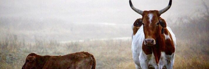 southernbarn's profile banner image