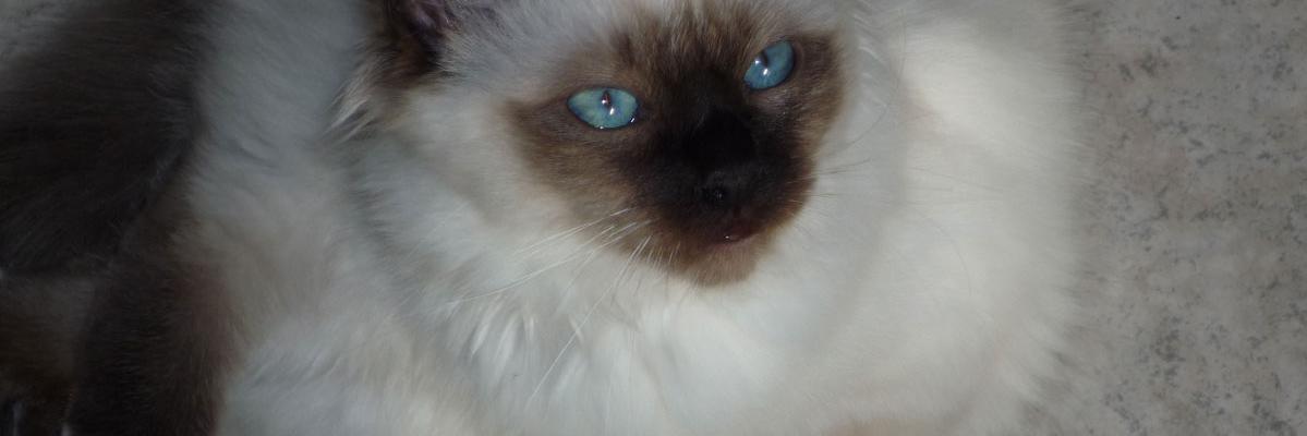 TinyTiny3's profile banner image