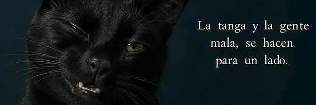 lovetransgrils's profile banner image