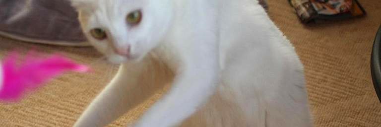 eselturko's profile banner image