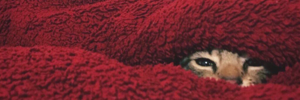 person_atalie's profile banner image