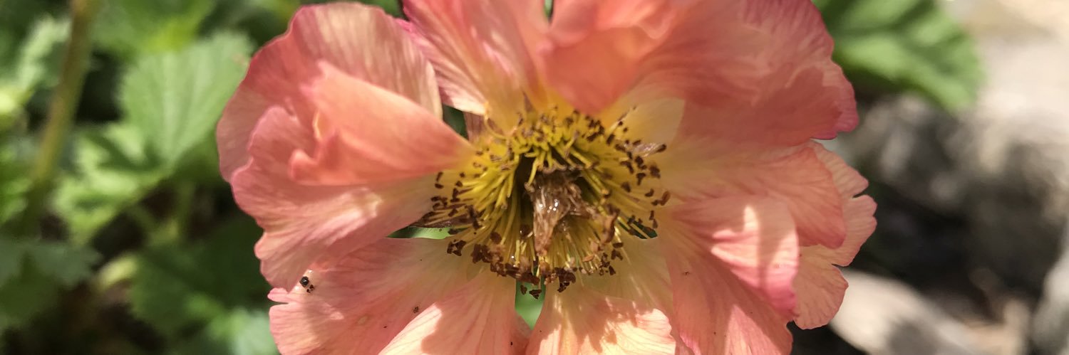 lorrainepaylor's profile banner image