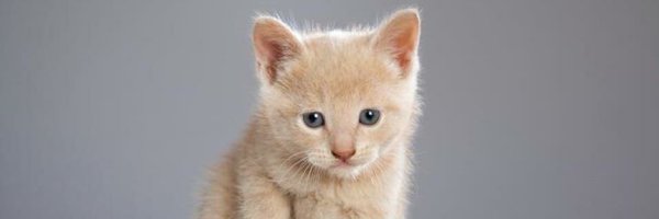 Bandecdotes Profile Banner