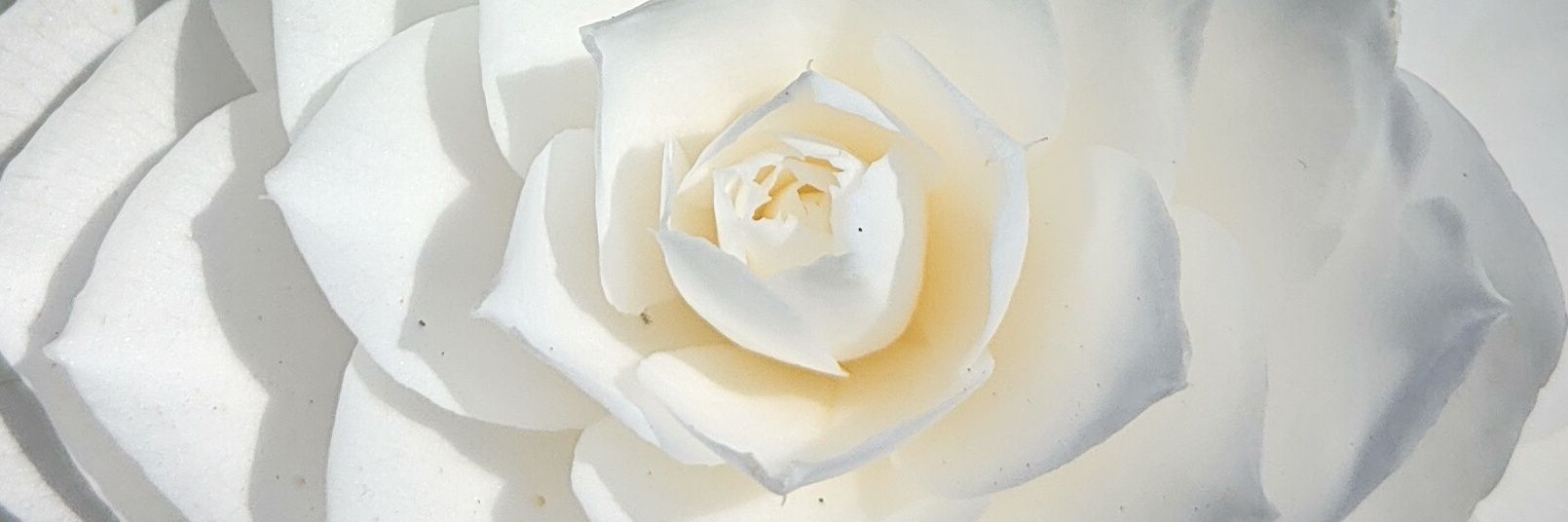 MargaHazenberg's profile banner image