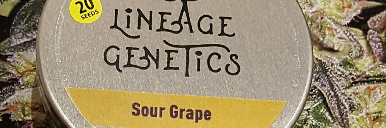 Lineagegenetics's profile banner image