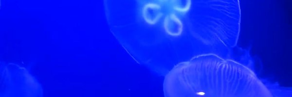 joshejaramillo Profile Banner