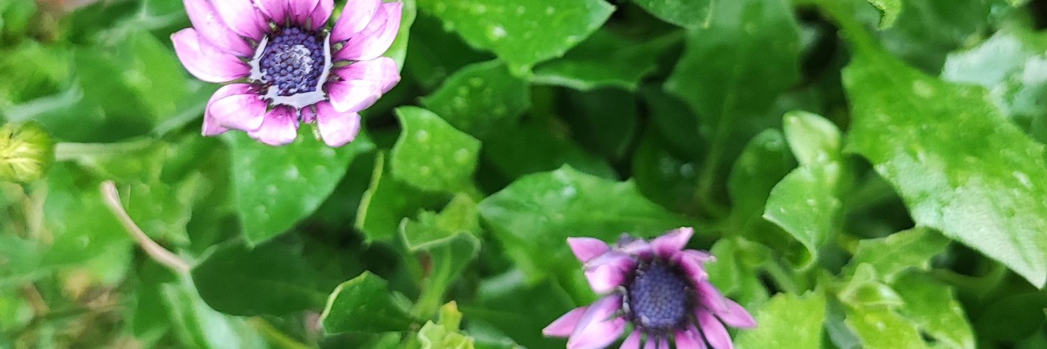 Vinduvu's profile banner image