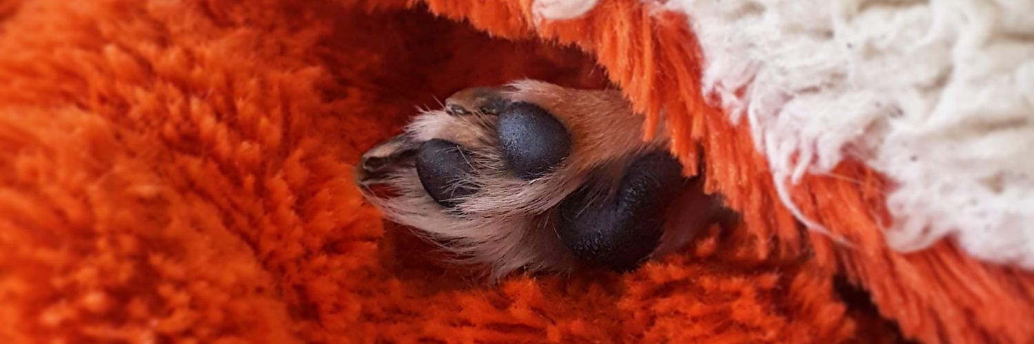 bittersaurus's profile banner image