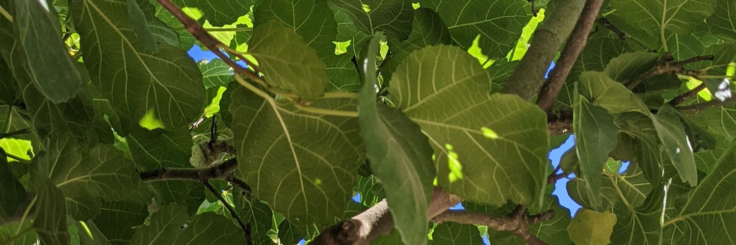 Josephine Price banner