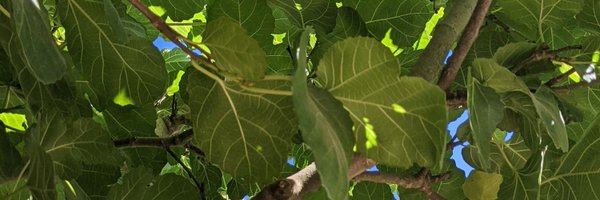 _JosephinePrice Profile Banner