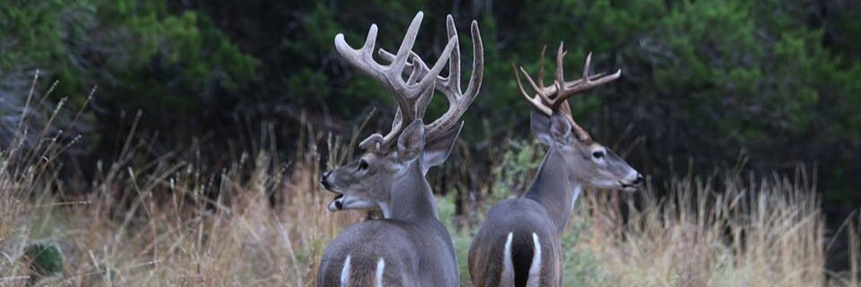 wildbuckmedia's profile banner image