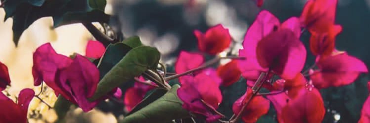NiharikaM's profile banner image