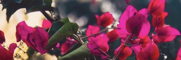 NiharikaM Profile Banner