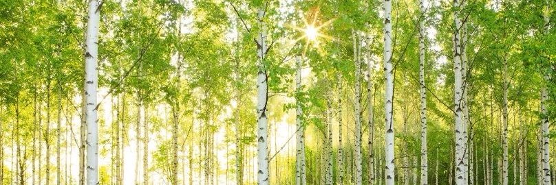 pongbri's profile banner image