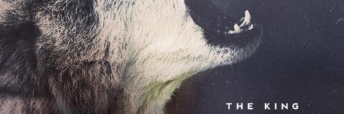 DireOfWinter's profile banner image