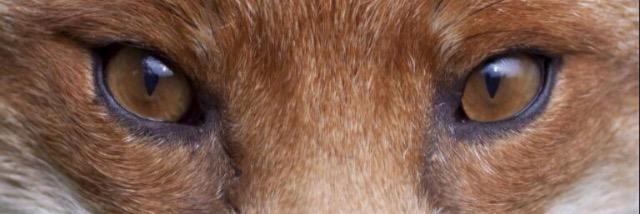 DrFox100's profile banner image