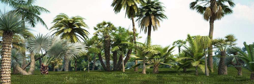 smartpalmtree's profile banner image