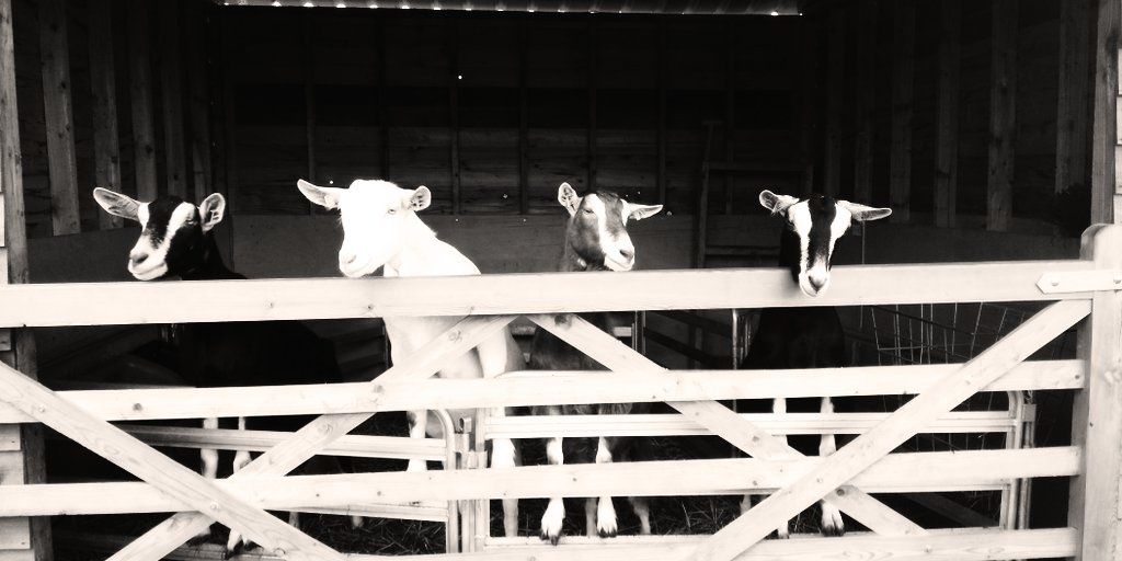 BritishGoatSoc's profile banner image