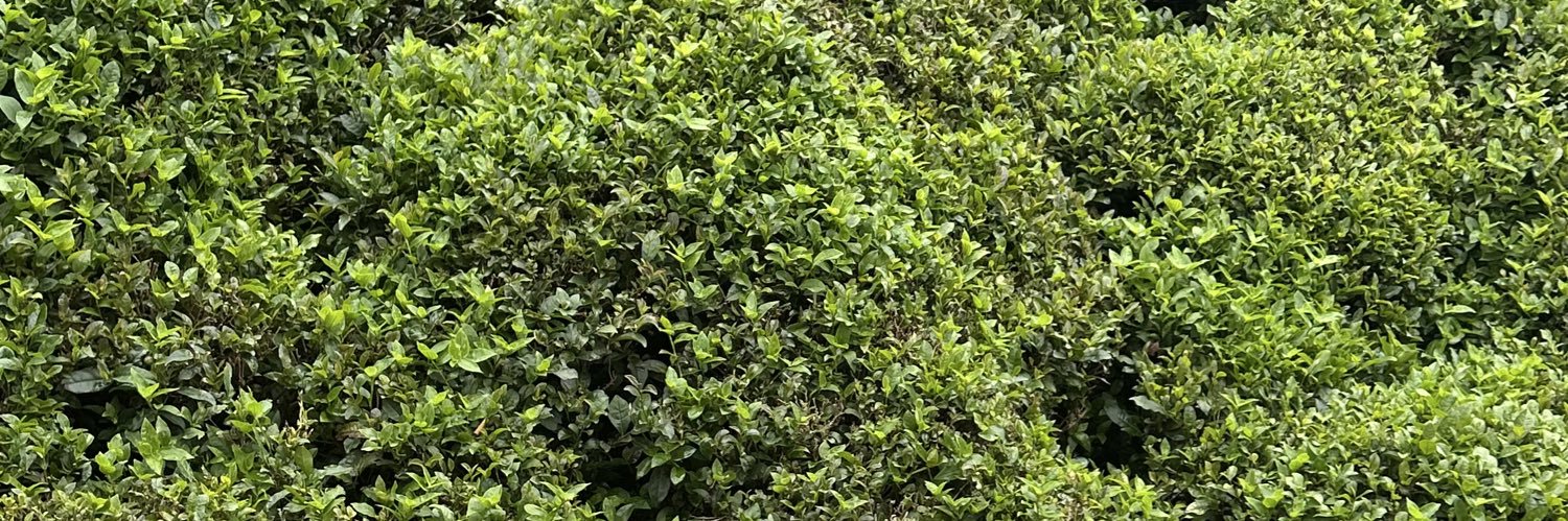 shdbkrc_'s profile banner image
