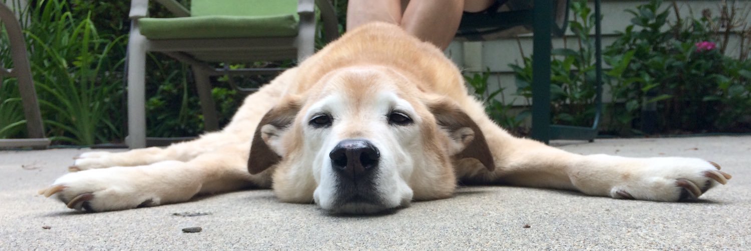 haleyyyscomet's profile banner image