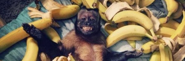 BVNMonkeys Profile Banner