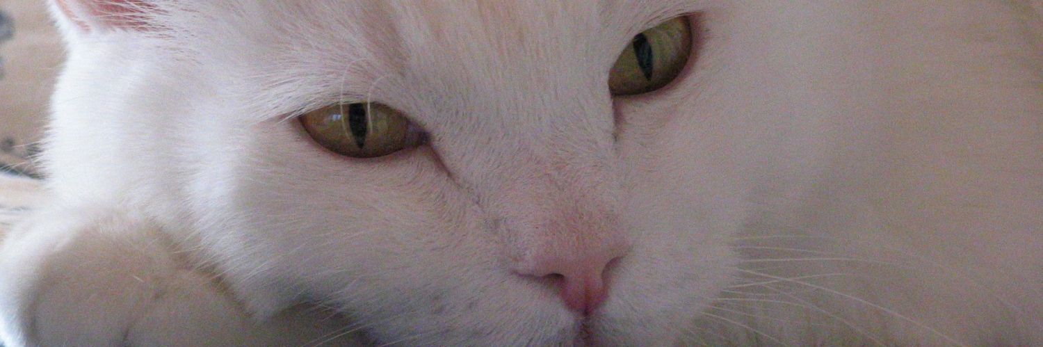 Cristina Turoli banner