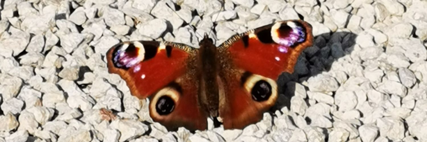 Exkis's profile banner image