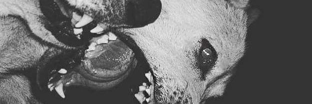 BonExtranger's profile banner image