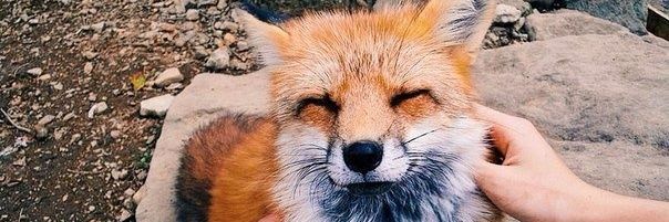 lover_foxx's profile banner image