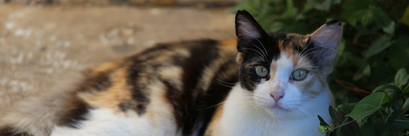 Grant Shishido banner