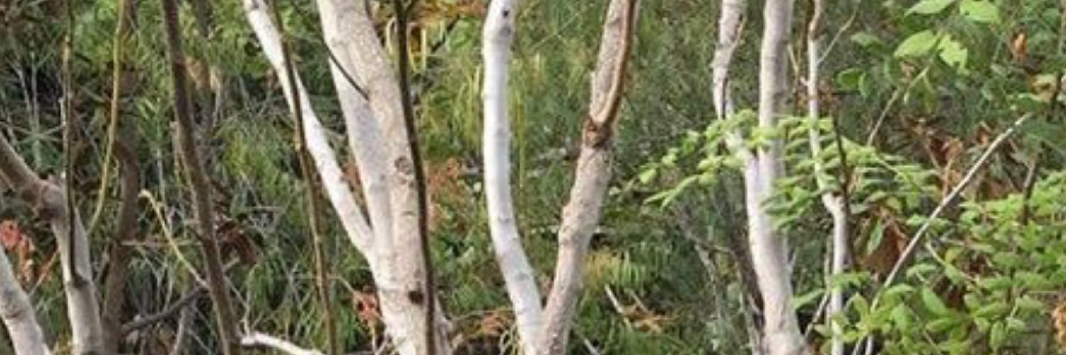 thrustnjh_'s profile banner image
