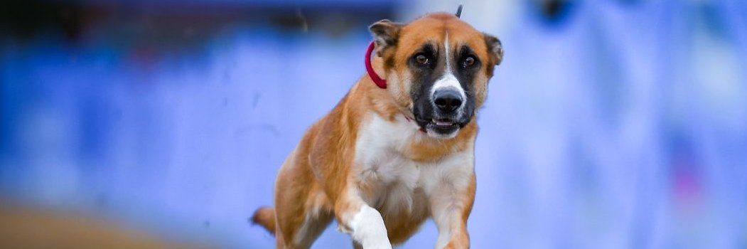 WalmartMalinois's profile banner image