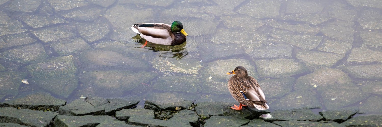 Ehsan Ghandhari banner