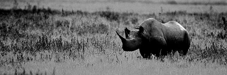 RHINOЯ̄TЭメ banner